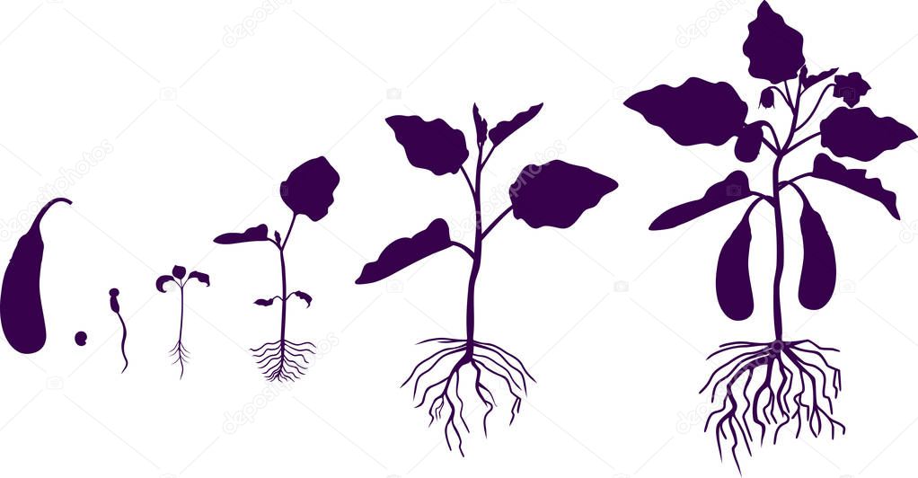 Life cycle of eggplant with root system. Growth stages from seeding to flowering and fruit-bearing aubergine plant