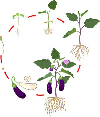 Patlıcan kök sistemi ile hayat döngüsü. Çiçeklenme için tohum gelen büyüme aşamaları ve meyve taşıyan patlıcan bitki