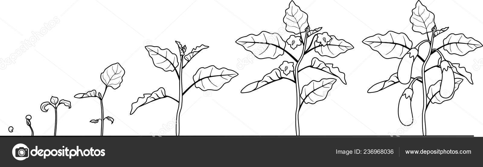 Coloriage Cycle Vie L Aubergine Stades Croissance L Ensemencement Floraison Aux Aubergines Image Vectorielle Par Mariaflaya C Illustration 236968036 Coloriage Cycle Vie L Aubergine Stades Croissance L Ensemencement Floraison Aux Aubergines Image Vectorielle Par Mariaflaya C Illustration 236968036