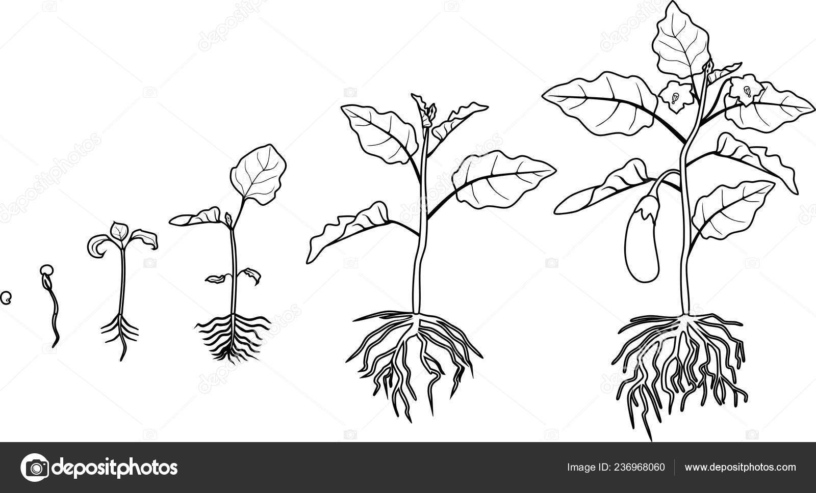 Desenho de Beringela vegetal para colorir - Tudodesenhos