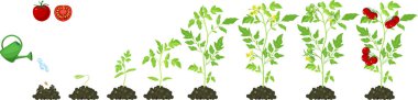 Life cycle of tomato plant. Stages of growth from seed and sprout to adult plant with red fruits clipart