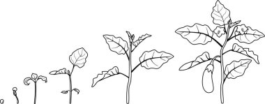 Boyama sayfası. Yaşam döngüsü patlıcan. Çiçeklenme için tohum gelen büyüme aşamaları ve meyve taşıyan patlıcan bitki