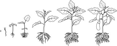 Boyama sayfası. Patlıcan kök sistemi ile hayat döngüsü. Çiçeklenme için tohum gelen büyüme aşamaları ve meyve taşıyan patlıcan bitki