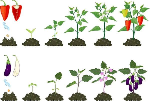 Conjunto Ciclos Vida Das Plantas Agrícolas Estágios Crescimento Planta Pimentão — Vetor de Stock