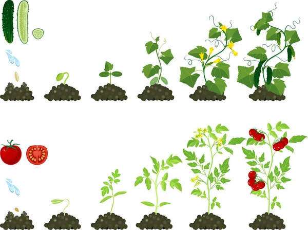 植物のライフ サイクルのセットです トマトとキュウリの植物の成長段階 — ストックベクタ