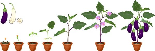 Padlizsán Életciklusa Növekedés Szakaszában Vetés Virágzó Gyümölcstermő Padlizsán Növény — Stock Vector