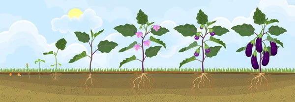 Cykl Życia Bakłażana Etapy Wzrostu Siewu Kwitnienia Owocowanie Roślin Oberżyny — Wektor stockowy