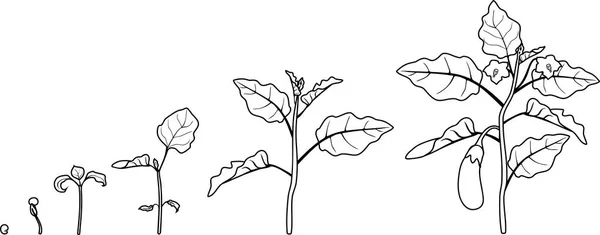 Раскрашивание Страницы Жизненный Цикл Баклажанов Этапы Роста Посева Цветения Плодоносного — стоковый вектор