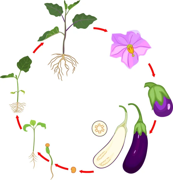 Cycle Vie Aubergine Avec Système Racinaire Stades Croissance Ensemencement Floraison — Image vectorielle