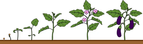 茄子のライフ サイクル 発育段階から開花するシードとフルーツ有利子ナス植物 — ストックベクタ