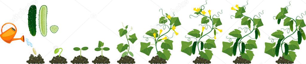 Life cycle of cucumber plant. Stages of growth from seed and sprout to adult plant with fruits
