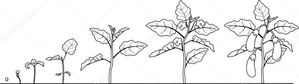 Coloring page. Life cycle of eggplant. Growth stages from seeding to flowering and fruit-bearing aubergine plant