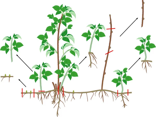ラズベリーの栄養繁殖法です ルート システムと緑の葉が白い背景で隔離のラズベリー低木 — ストックベクタ