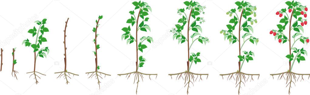 Two year life cycle of raspberry isolated on white background. Growth stages from propagule (stem cutting) to bush with harvest of red berries
