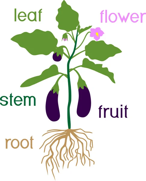 Partes Planta Morfologia Berinjela Com Frutas Folhas Verdes Flor Raiz — Vetor de Stock