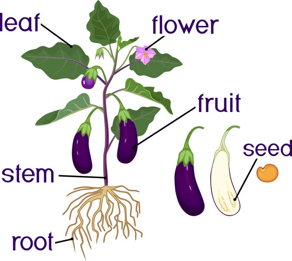 Μέρη Του Φυτού Μορφολογία Της Μελιτζάνας Φρούτα Πράσινα Φύλλα Ρίζες — Διανυσματικό Αρχείο