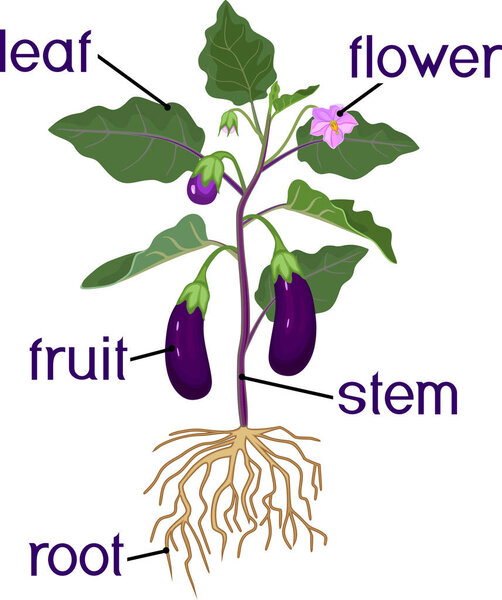 Части растения. Морфология баклажанов с фруктами, зелеными листьями, корнями и названиями
