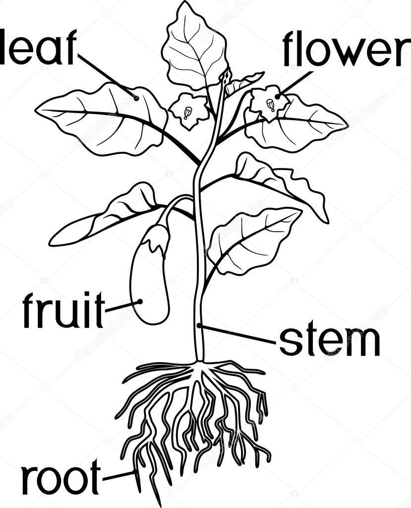 Coloring page. Eggplant with leaves, fruit, root system and titles