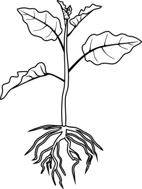 Boyama sayfası. Yaprak ve kök sistemi ile patlıcan