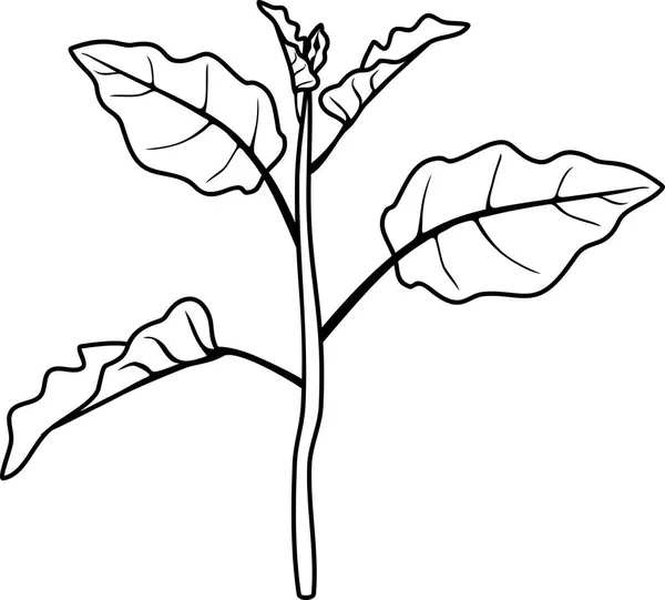 Malvorlagen Auberginenstängel Mit Blättern — Stockvektor
