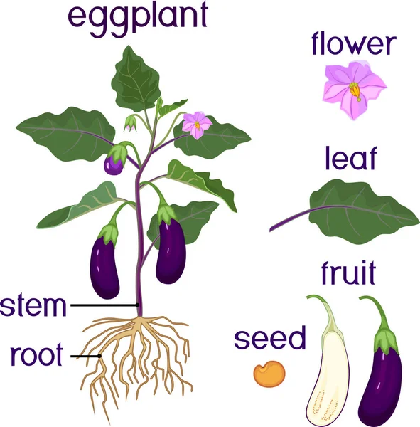 Parties Plante Morphologie Aubergine Aux Fruits Feuilles Vertes Racines Titres — Image vectorielle