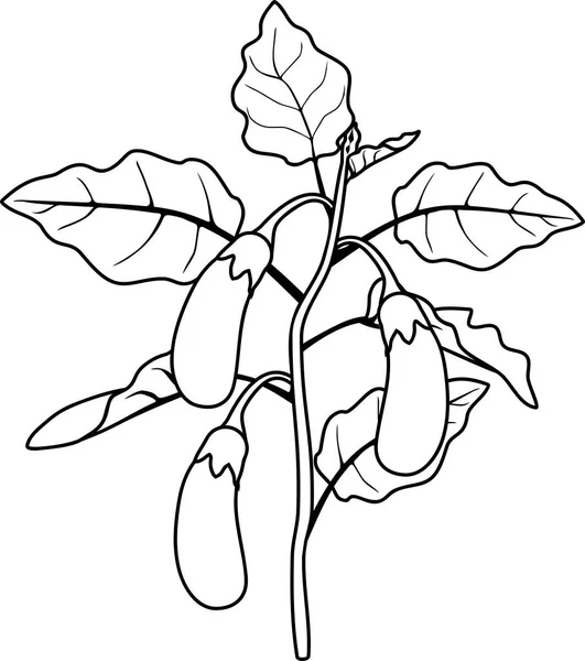Coloring Page Eggplant Leaves Fruits — Stock Vector