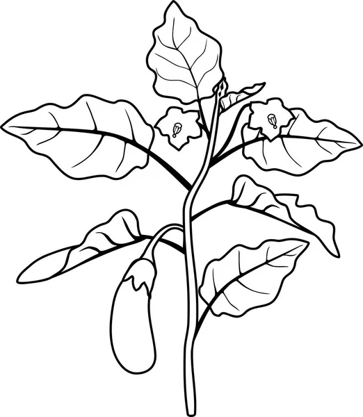 Coloring Page Eggplant Leaves Fruit — Stock Vector