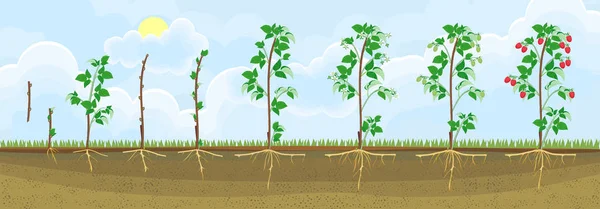 Siklus Hidup Tanaman Lada Tahap Pertumbuhan Dari Benih Tanaman Berbunga ...