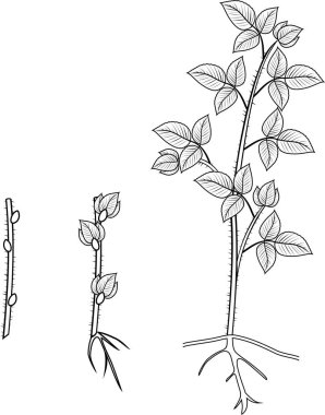 Boyama sayfası. Ahududu bitkisel üreme düzeni. İlk yıl kamışı (primocane) ahududu bitkisinin büyüme aşamasında propagule (kök kesme) üzerinden