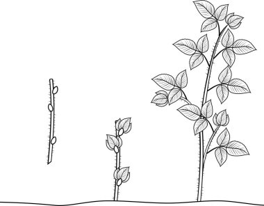 Boyama sayfası. Ahududu bitkisel üreme düzeni. İlk yıl kamışı (primocane) ahududu bitkisinin büyüme aşamasında propagule (kök kesme) üzerinden