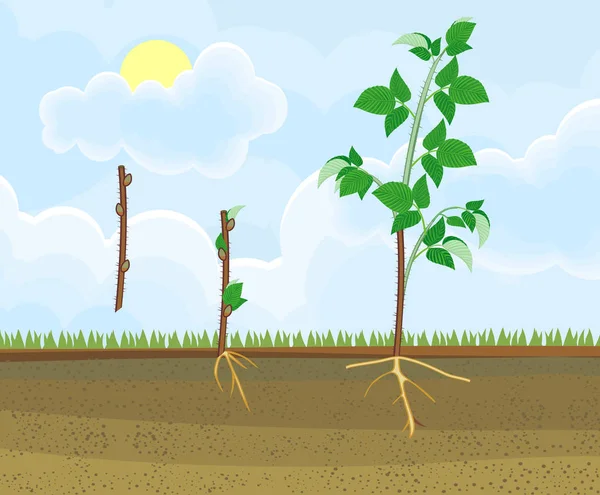 Reproduction Végétative Framboises Stades Croissance Propagule Coupe Tige Canne Première — Image vectorielle