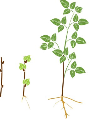 Ahududu bitkisel üreme düzeni. İlk yıl kamışı (primocane) ahududu bitkisinin büyüme aşamasında propagule (kök kesme) üzerinden