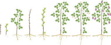 Beyaz arka plan üzerinde izole ahududu iki yıl yaşam döngüsü. Büyüme aşamalarında gelen kırmızı meyveler hasat ile fırçalayın için propagule (kök kesme)