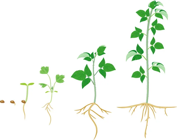Estágios Crescimento Framboesa Plantar Uma Semente Para Plantar Com Folhas —  Vetores de Stock