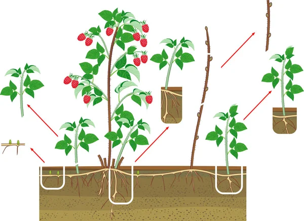 Схема Вегетативного Размножения Малины Куст Малины Красными Ягодами Корневая Система — стоковый вектор