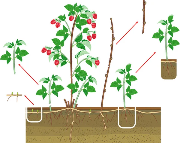 Схема Вегетативного Размножения Малины Куст Малины Красными Ягодами Корневая Система — стоковый вектор
