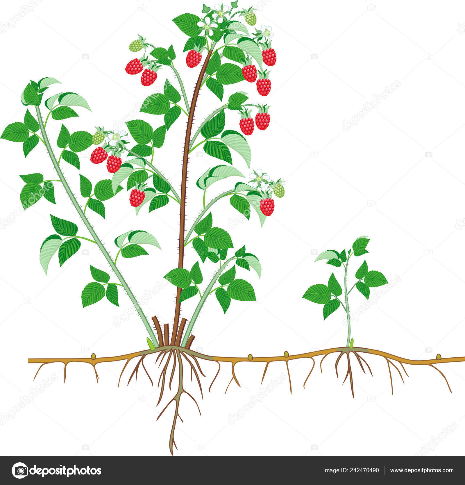Parts Plant Morphology Raspberry Shrub Berries Green Leaves Root System ...