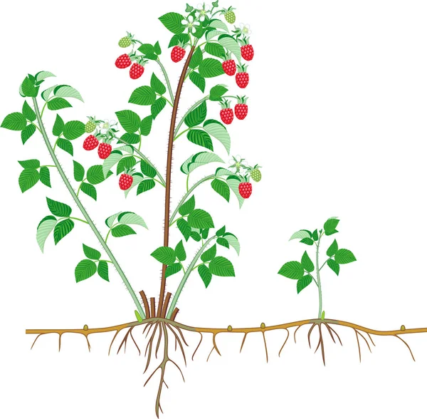 Delen Van Plant Morfologie Van Raspberry Struik Met Bessen Groene — Stockvector
