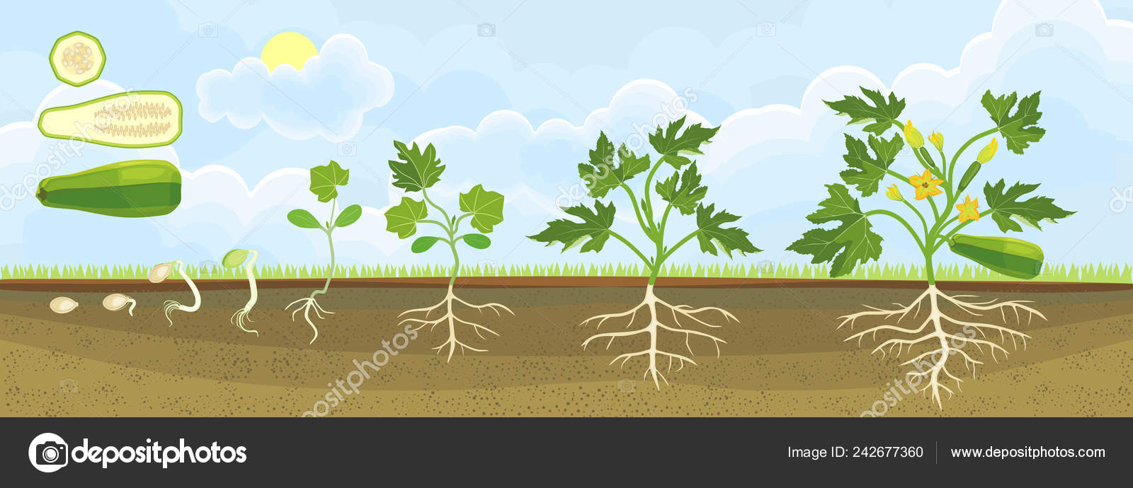 Life Cycle Zucchini Plant Growth Stages Seeding Flowering