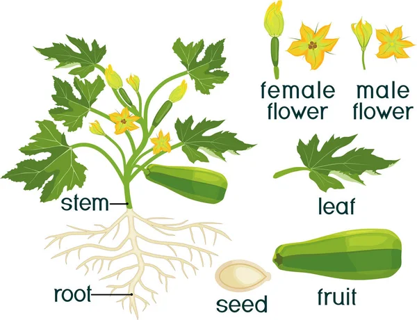 Partes Planta Morfología Planta Calabacín Con Frutas Hojas Verdes Raíz — Vector de stock