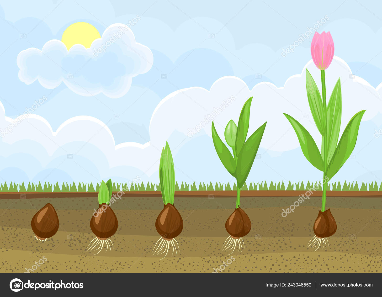 Tulip Growth Stages  