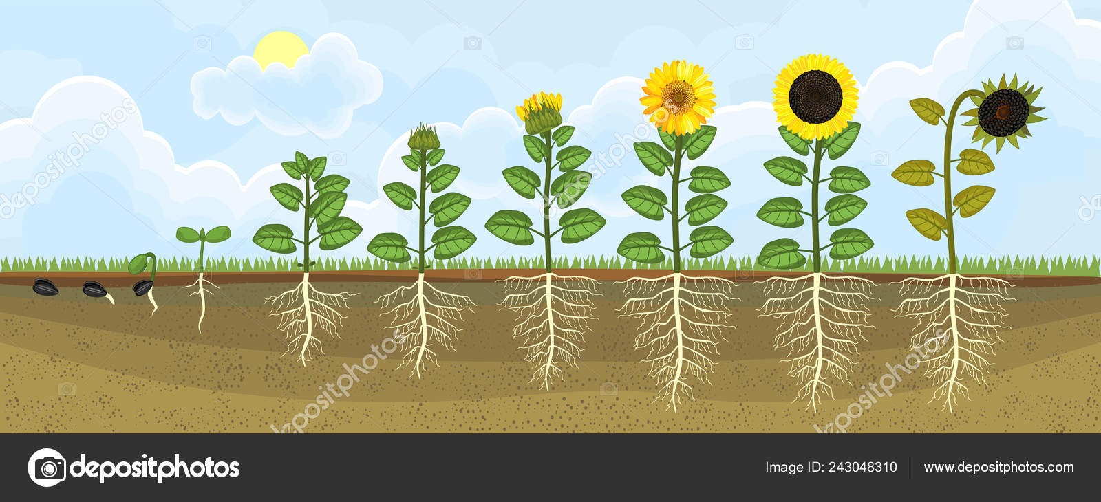 Plants: Life Cycles Sunflowers 
