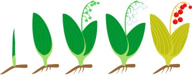 Lily vadi veya Convallaria majalis yaşam döngüsü. Çiçekler, kırmızı meyveler ve kök sistemi ile yetişkin bitki yeşil filiz gelen büyüme aşamaları