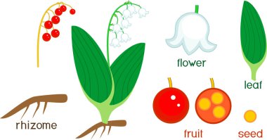 Parts of plant. Morphology of Lily of the valley or Convallaria majalis with berries, green leaves, root system and titles clipart