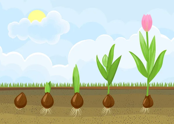 Životní Cyklus Rostliny Tulipán Fáze Růstu Žárovky Dospělý Kvetoucí Rostlina — Stockový vektor
