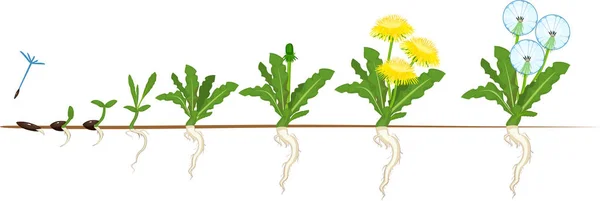 Lebenszyklus Der Löwenzahnpflanze Oder Taraxacum Officinale Wachstumsphasen Vom Samen Bis — Stockvektor