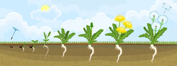 Pitypang Növény Vagy Taraxacum Officinale Életciklusa Kifejlett Növény Vetőmag Növekedési — Stock Vector