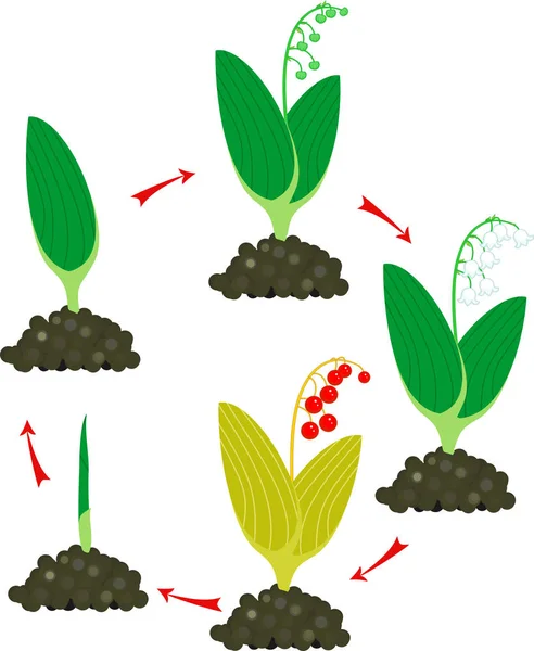 Gyöngyvirág Vagy Convallaria Majalist Életciklusa Szakaszában Növekedés Zöld Hajtás Felnőtt — Stock Vector