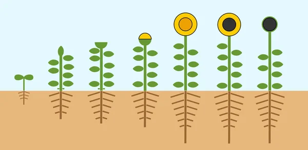 Napraforgó Életciklusa Növekedési Szakaszában Vetőmag Virágzó Gyümölcstermő Növény Gyökér Rendszer — Stock Vector