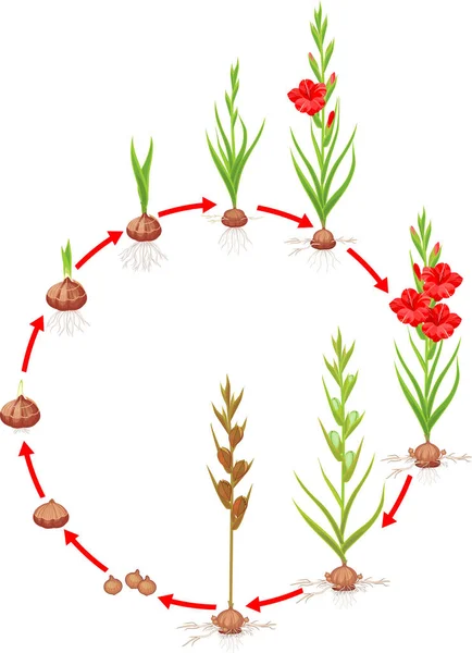 唐菖蒲植物的生命周期 种植球茎到成年植物花卉和种子的生长阶段 — 图库矢量图片